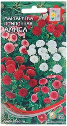 Семена цветов Маргаритка помпон. "Алиса", 260 шт (комплект из 54 шт)