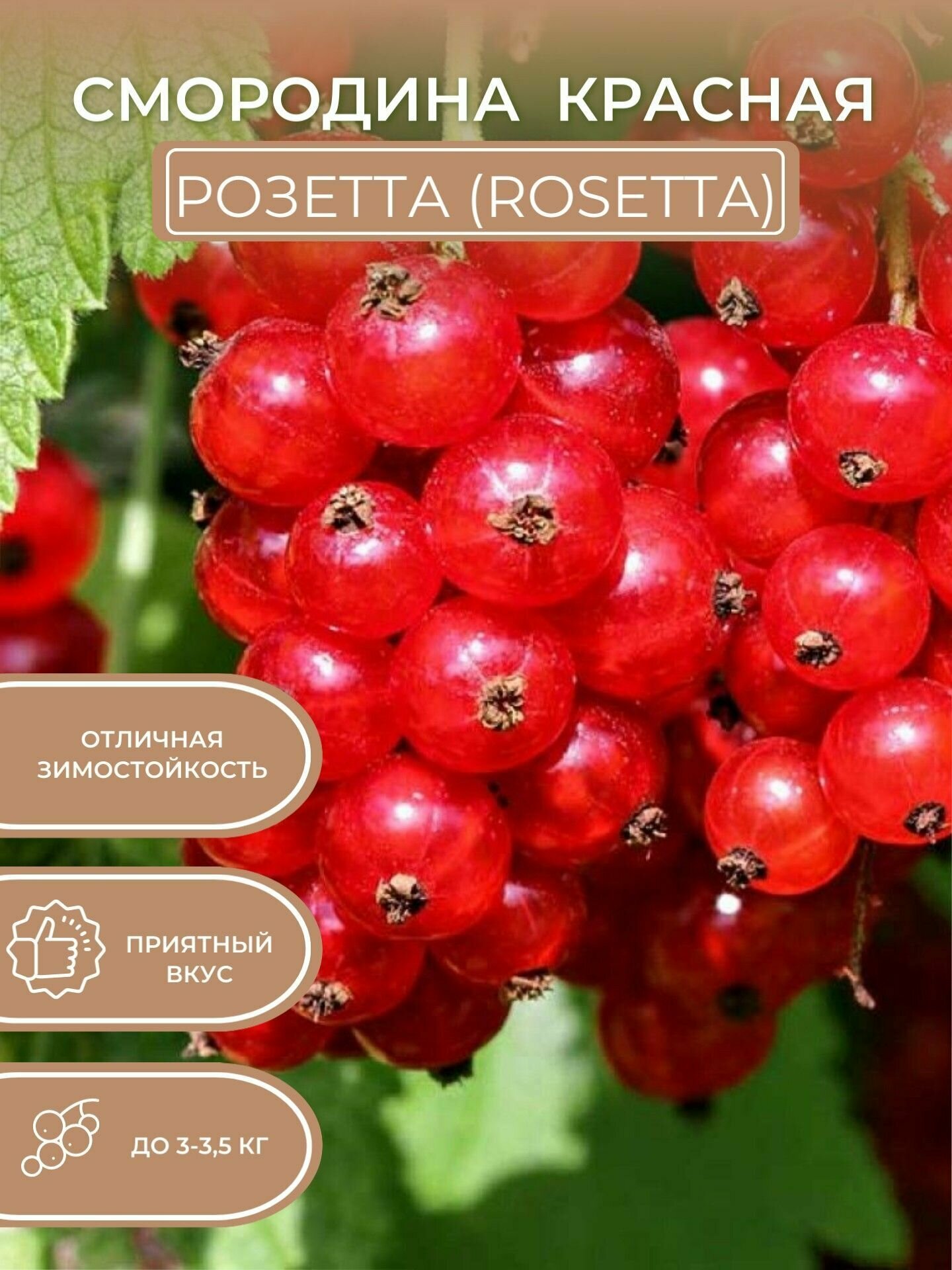 Саженцы смородины красной Розетта (Rosetta)
