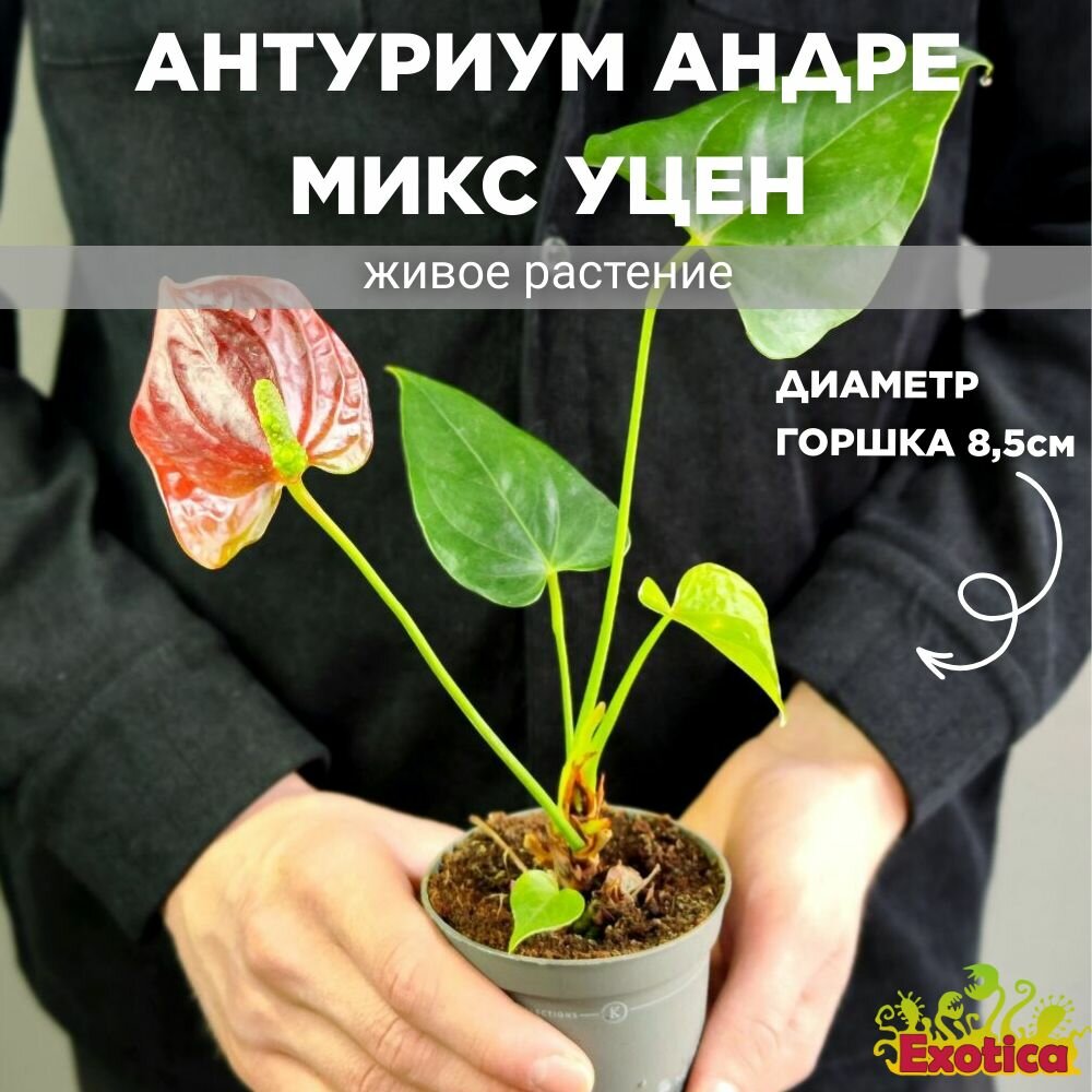 Антуриум Андре Микс Уцен. (Anthurium Аndraeanum Mix) D85см