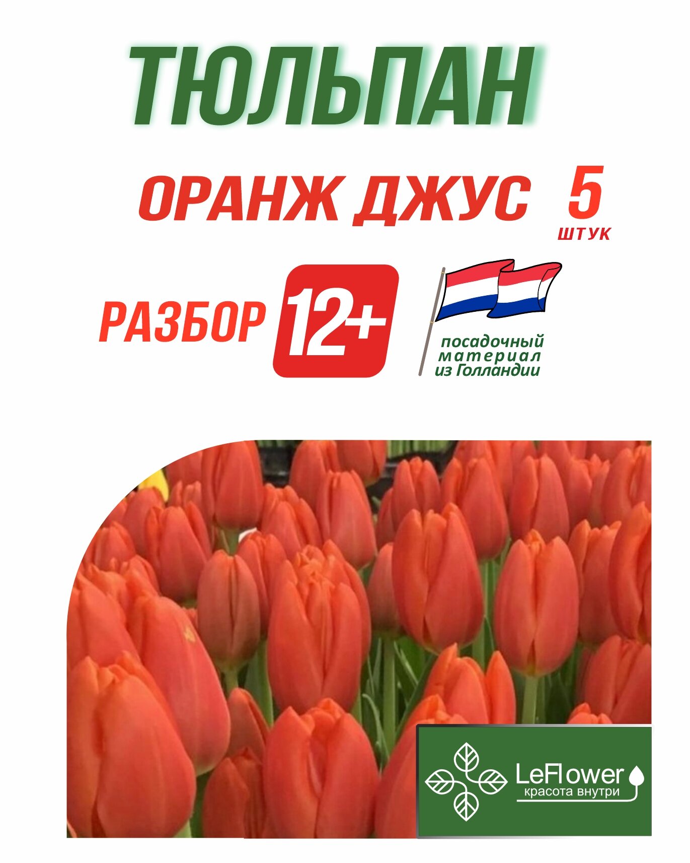 Тюльпан Оранж Джус 5 шт разбор 12+ (LeFlower)