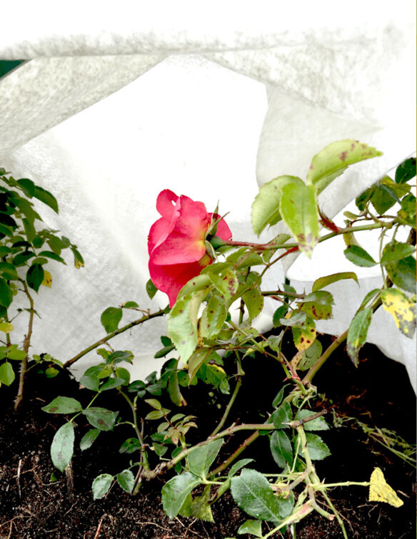 Зимнее укрытие "Агротекс сад" для роз и цветущих кустарников 2х2м