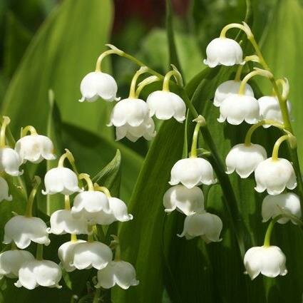 Ландыш майский (1 корневище). Holland Bulbs (Голландия)