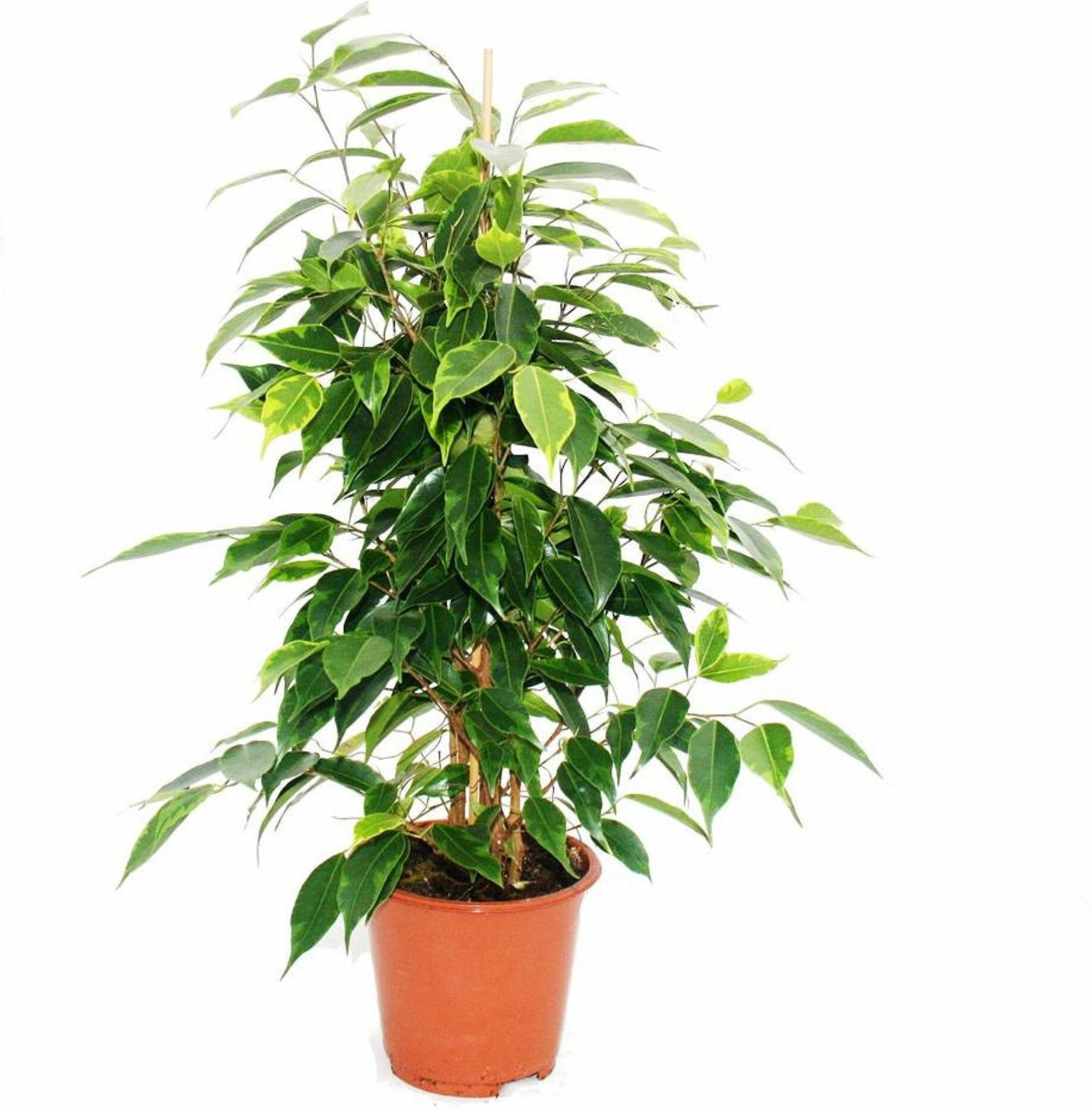 Растение Фикус бенжамина D14 H55 см