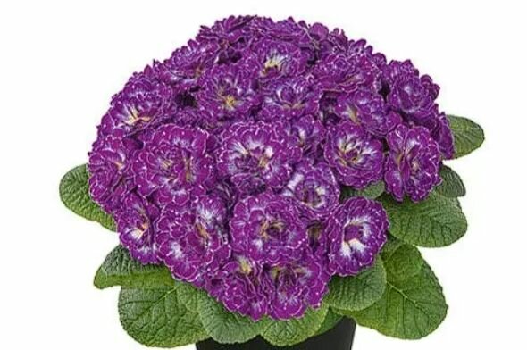 Примула Прима Беларина Пёрпл Дан (Primula Belarina Purple Dawn) махровая