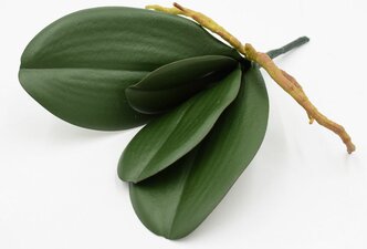 Лист орхидеи с корешками