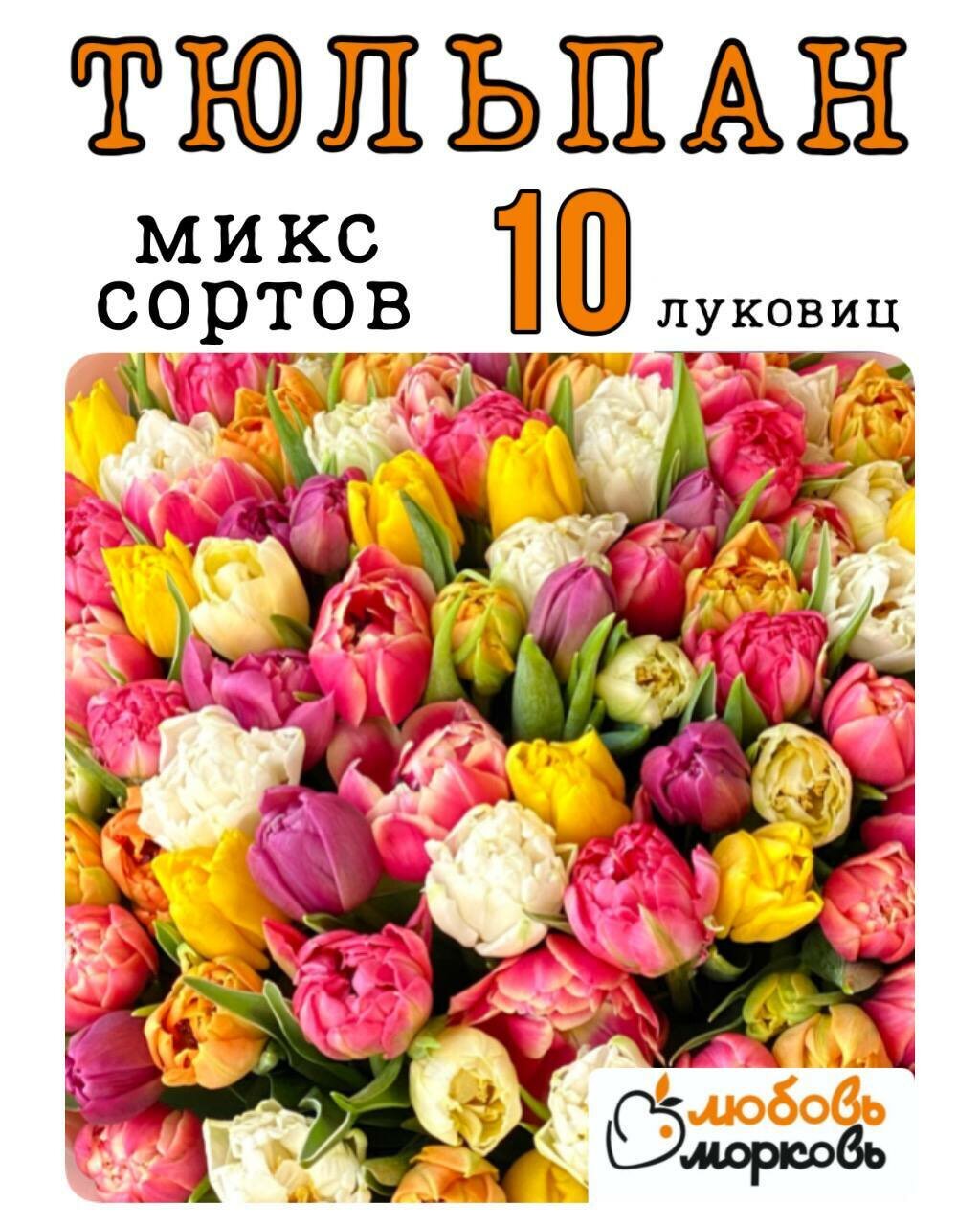 Тюльпан Луковица Микс сортов 10 шт (Любовь морковь) (Любовь морковь)