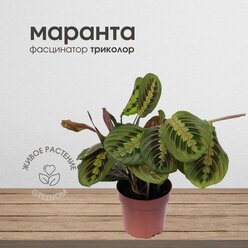 Маранта Фасцинатор триколор, живое комнатное растение, диаметр кашпо 12 см