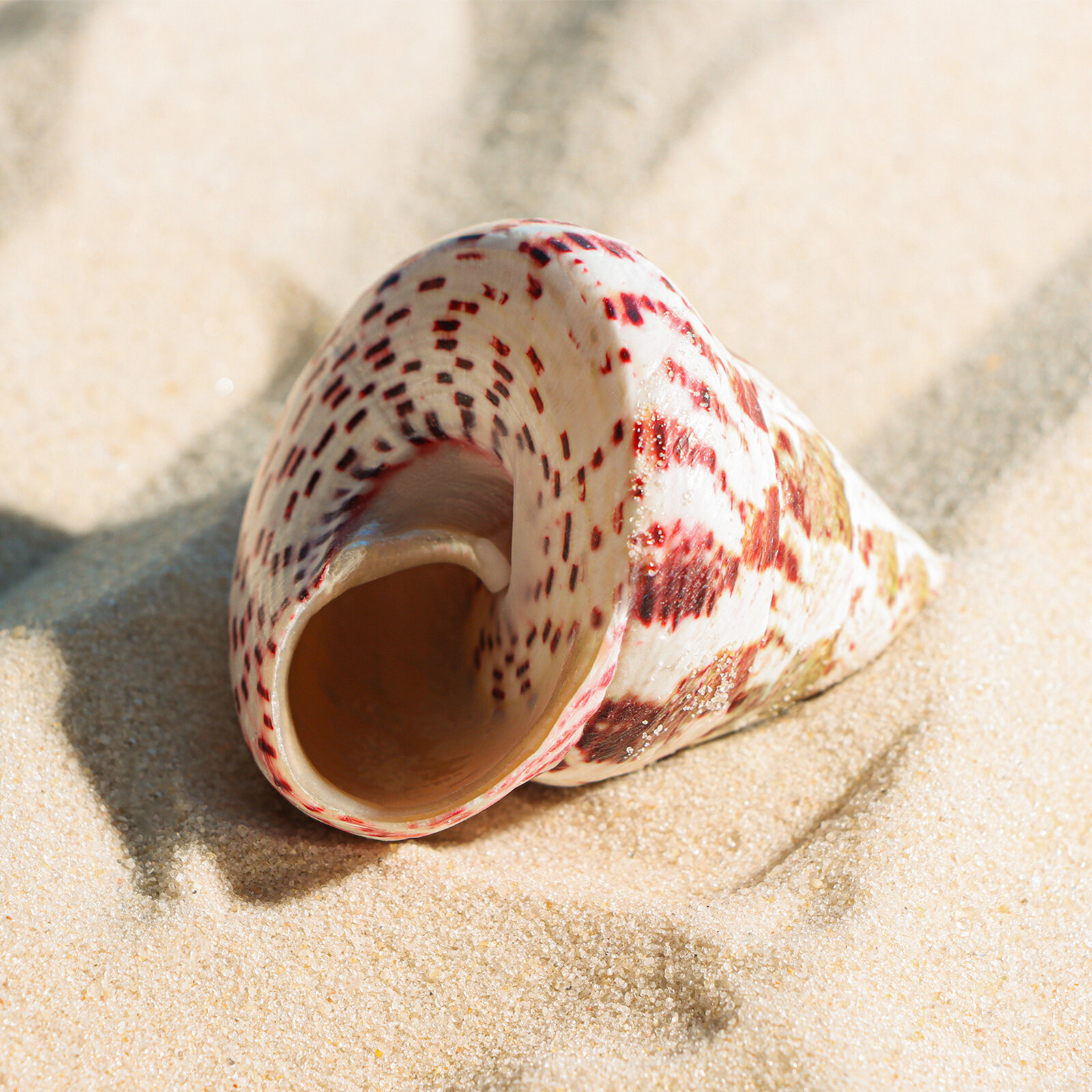 фото Ракушка декоративная полированная, 3-5 см