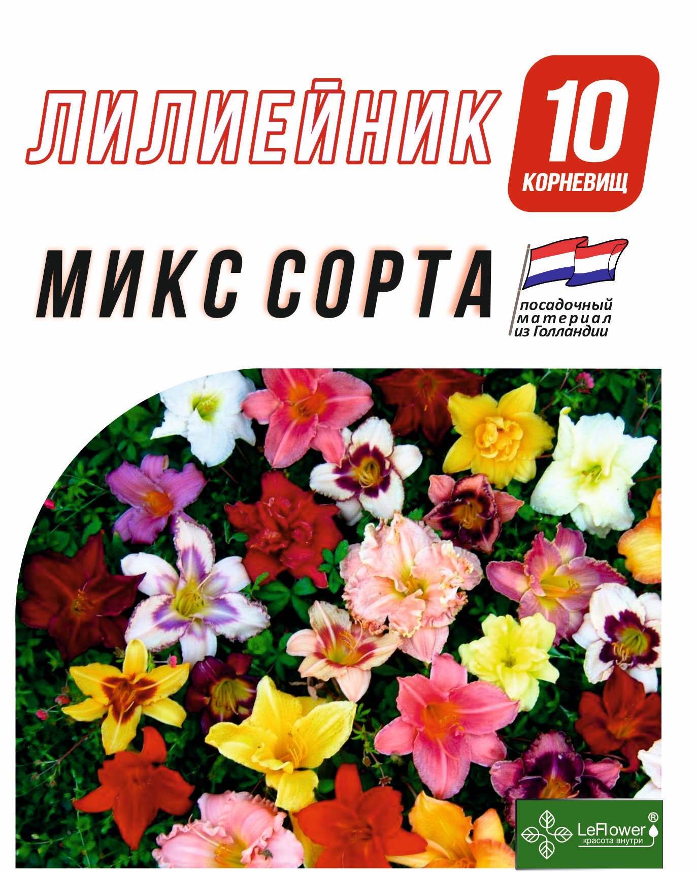 Лилейник Корневище микс сорта 10 шт