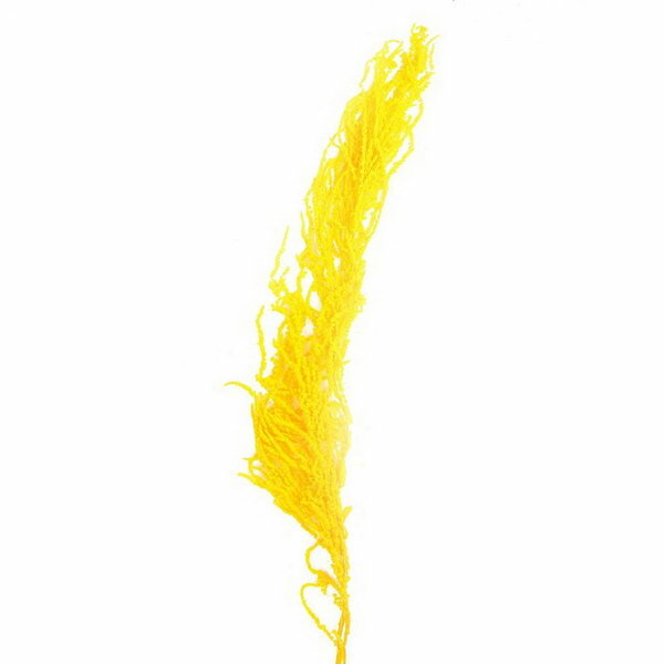 Сухие цветы амаранта 100 гр размер листа от 50 до 60 см цвет желтый