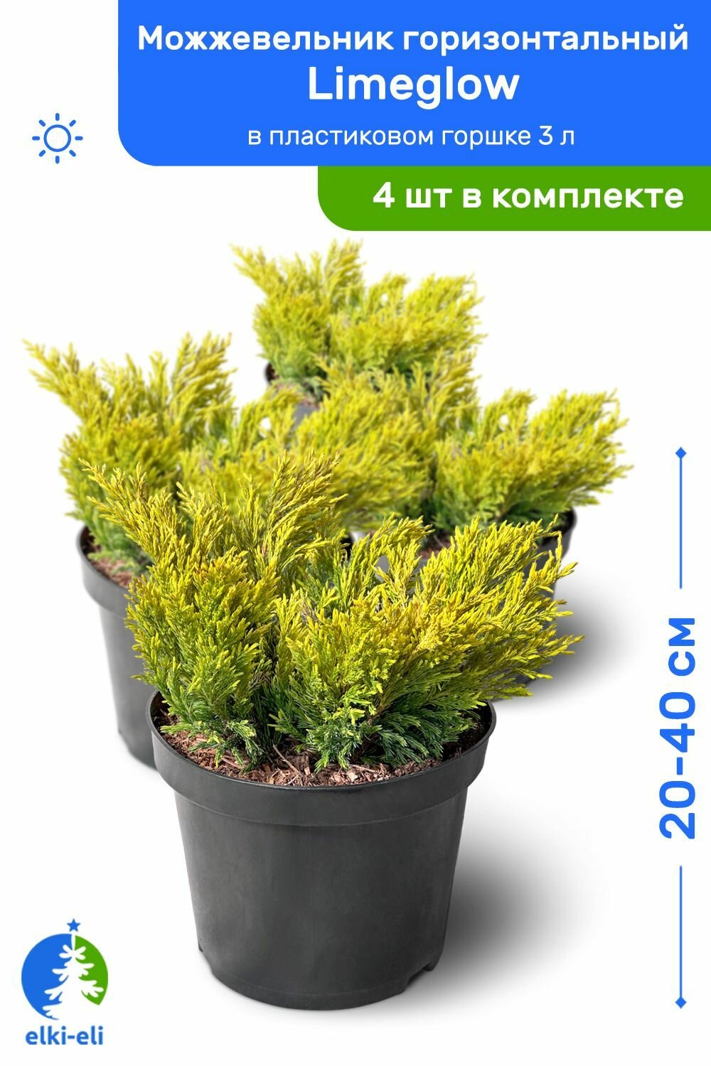 Можжевельник горизонтальный Limeglow (Лаймглоу) 20-40 см в пластиковом горшке 3 л саженец живое хвойное растение комплект из 4 шт