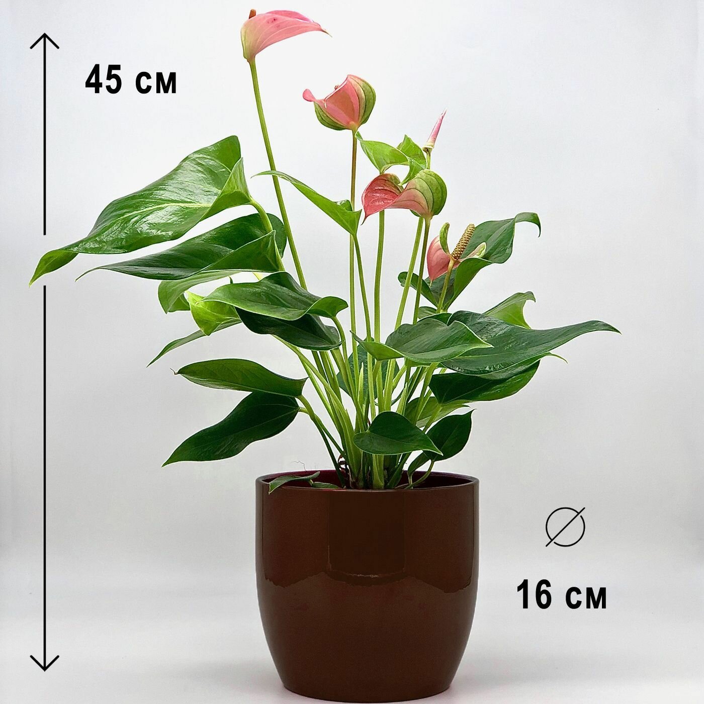 Антуриум Джоли персиковый в керамическом коричневом кашпо идеал высота композиции 40-50см