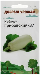 Семена Кабачок Грибовский-37 1 гр