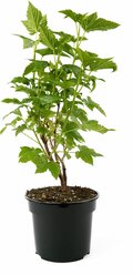 Растение Смородина черная Селеченская-2 С3 H40-60