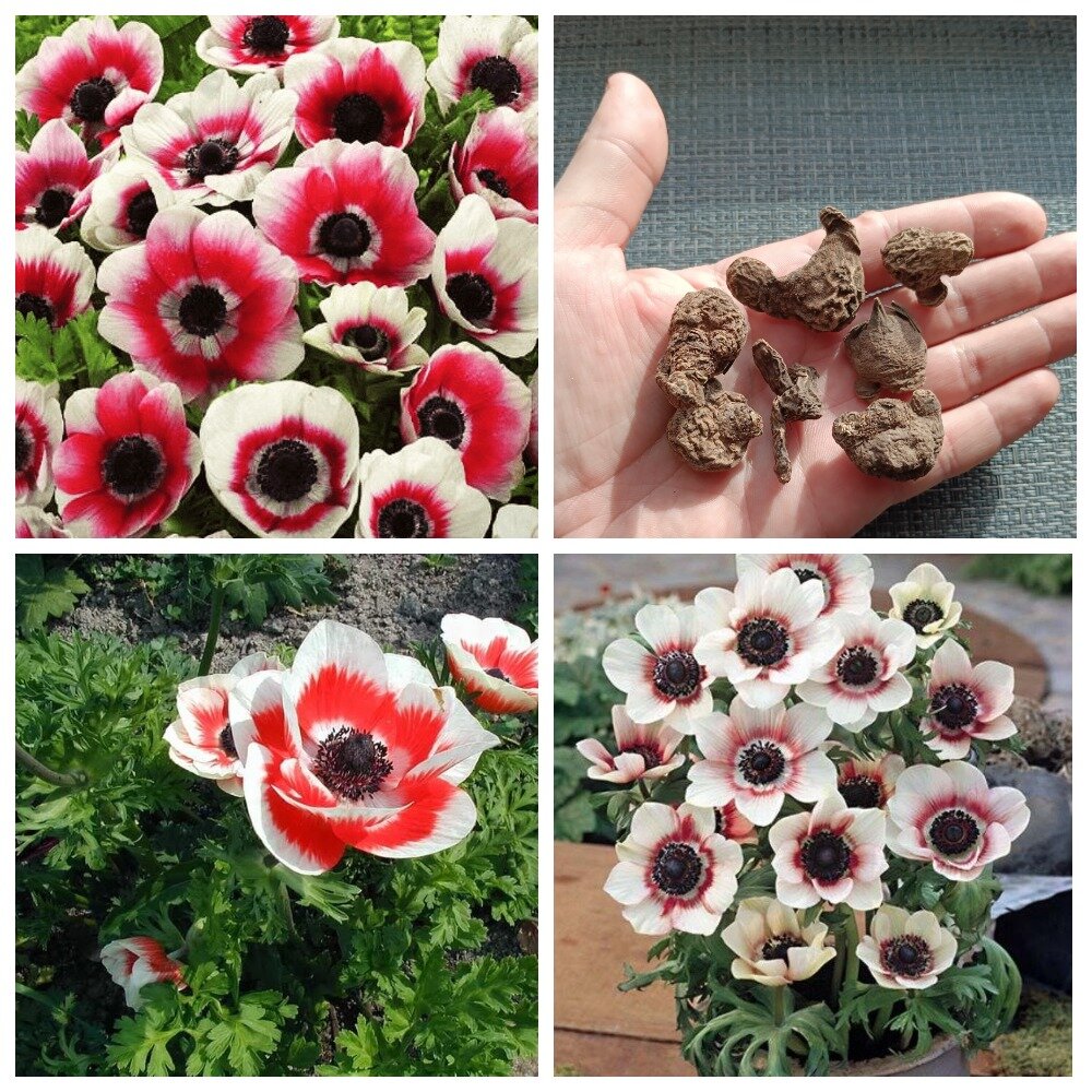 Анемоны сорт "Coronaria Bicolor" крупные клубни 7 шт.