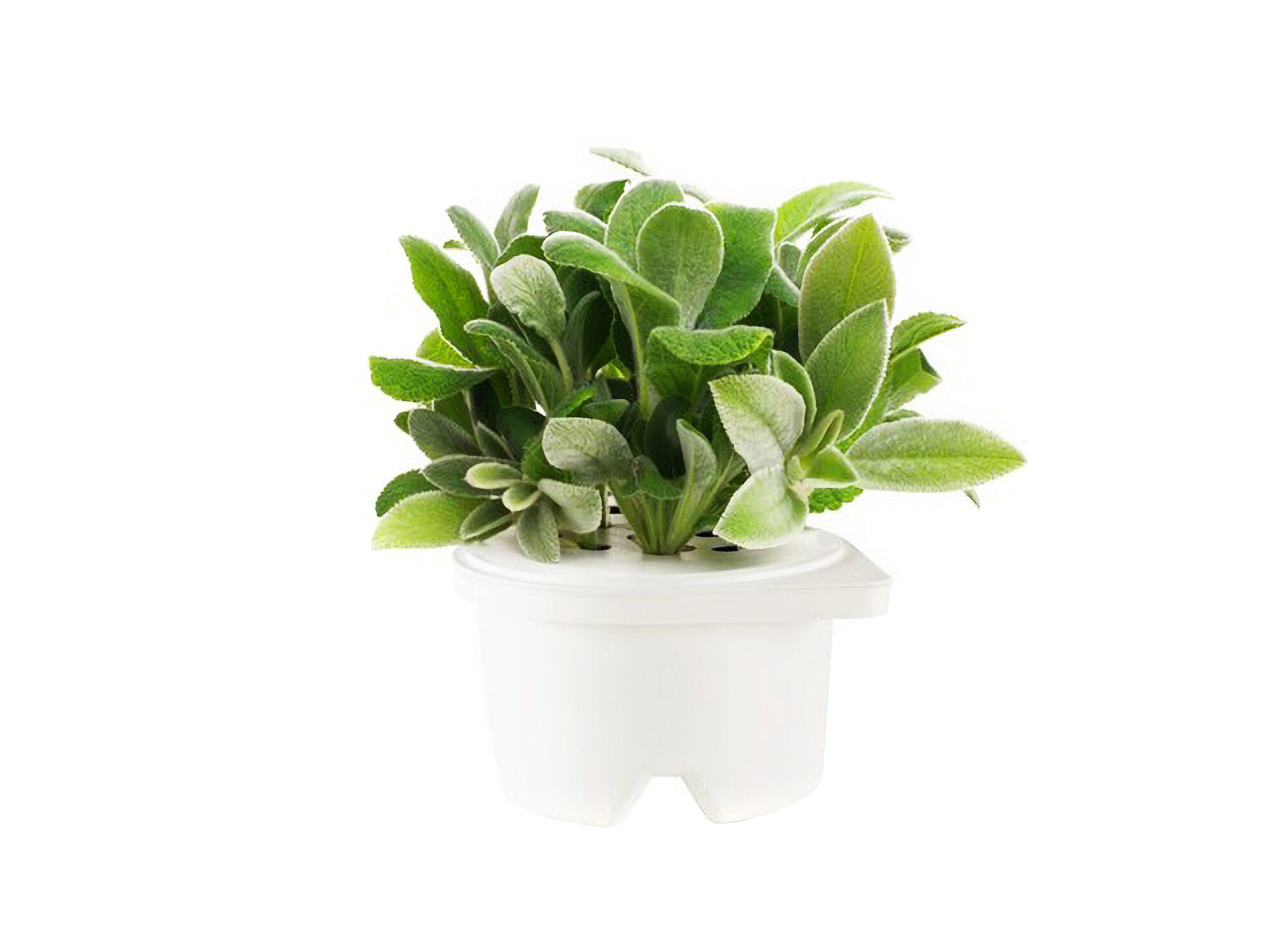 фото Картридж Click and Grow Чистец для смартпота