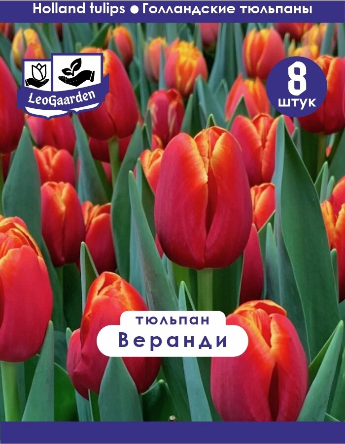 Тюльпан Луковица Веранди 8шт