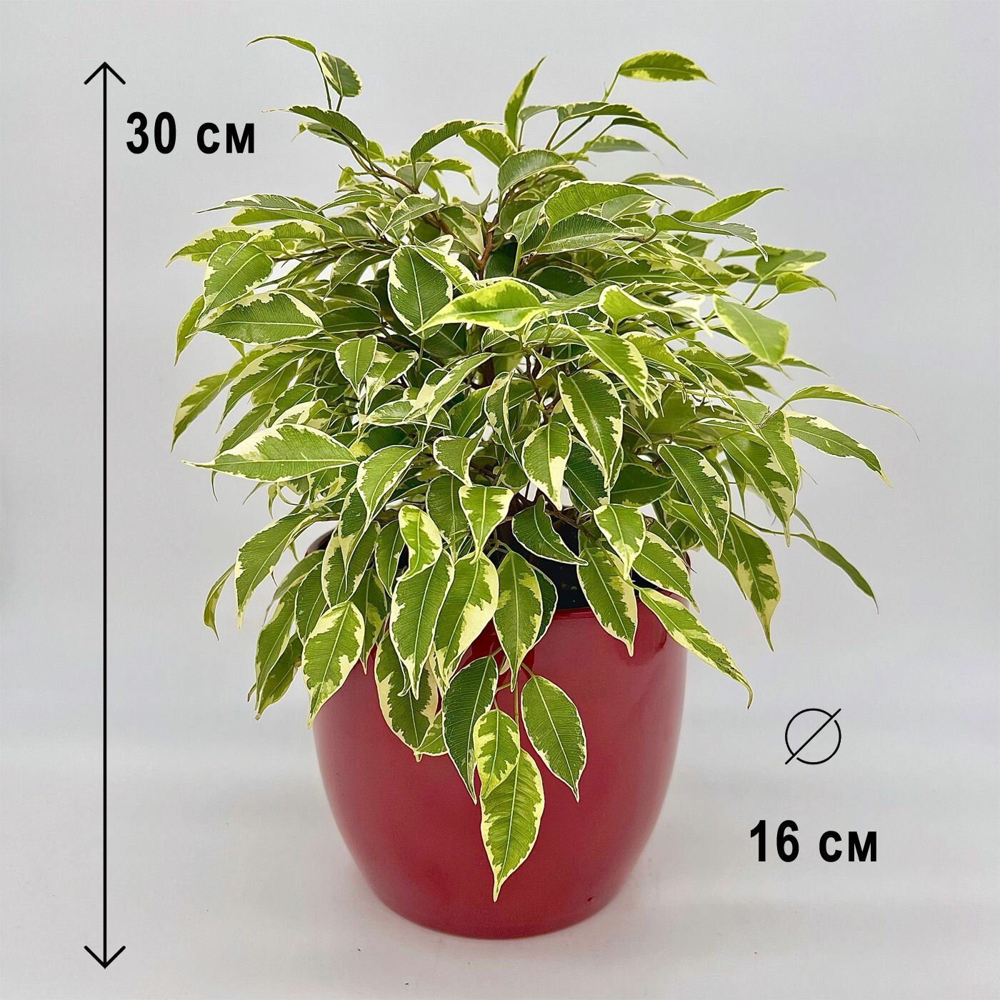 Фикус Бенджамина Кинки в керамическом красном кашпо высота композиции 20-30 см