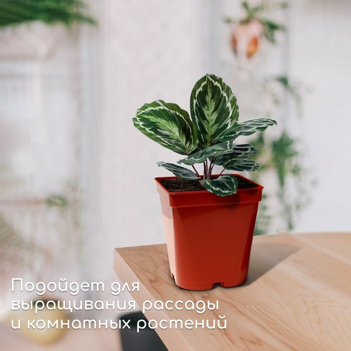 Горшок для рассады, 3 л, d = 15,5 см, h = 16,5 см, терракот, Greengo - фотография № 3