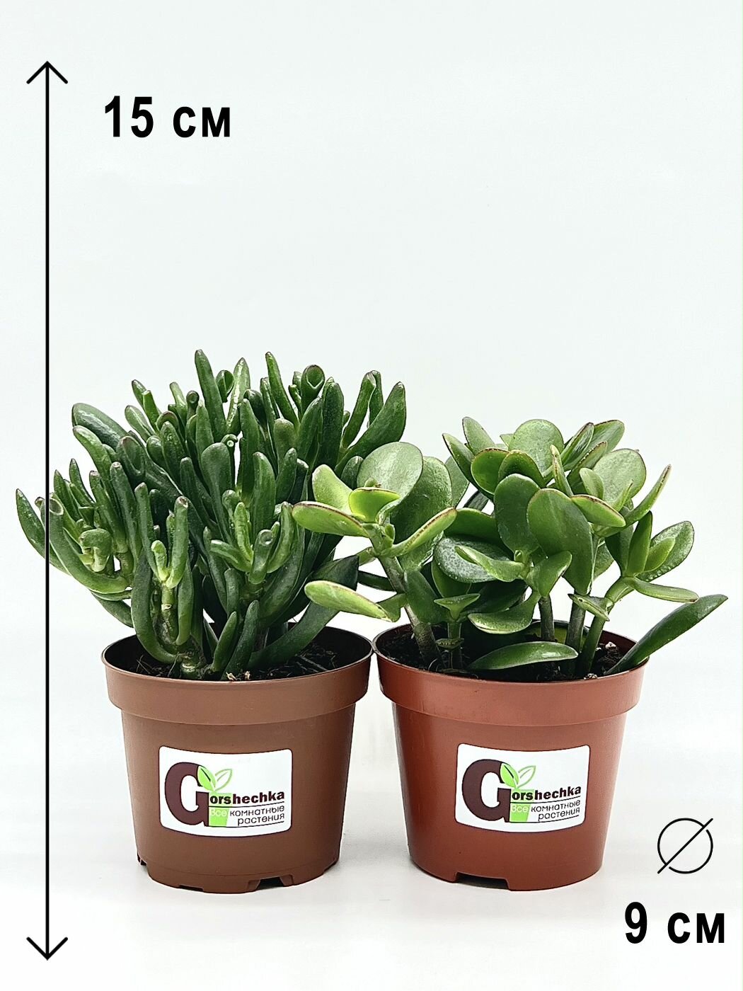 Набор 2 растения (d9): Крассула Хоббит Крассула овата высота 15см