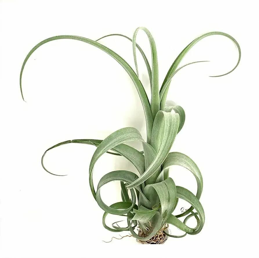 Тилландсия Курли Слим (лат. Tillandsia Сurly Slim)