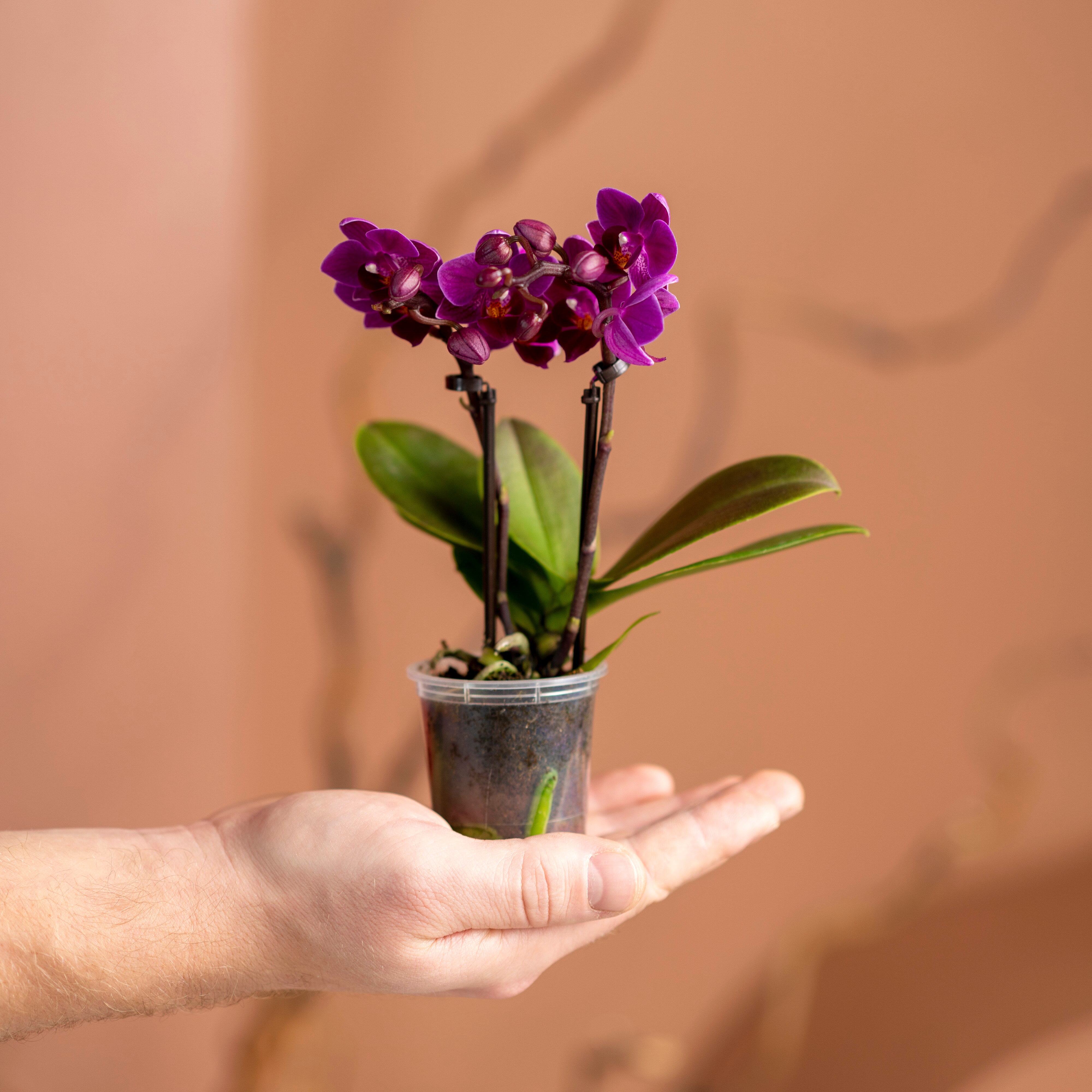 Орхидея комнатная  сорт фаленопсис 9/25 см