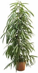 Растение Фикус биннедика али D27 H170 см