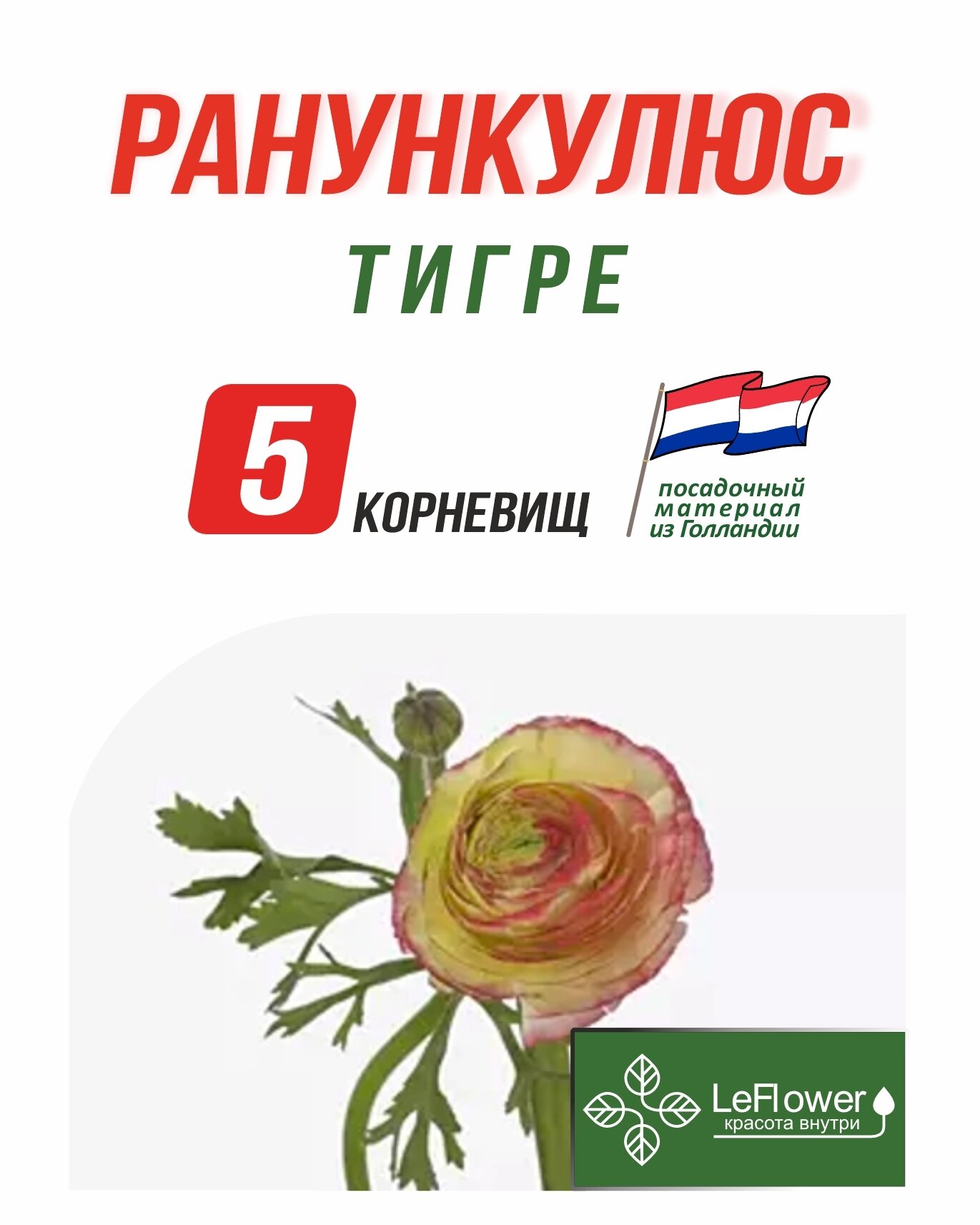 Корневище Ранункулюс Тигре 5шт