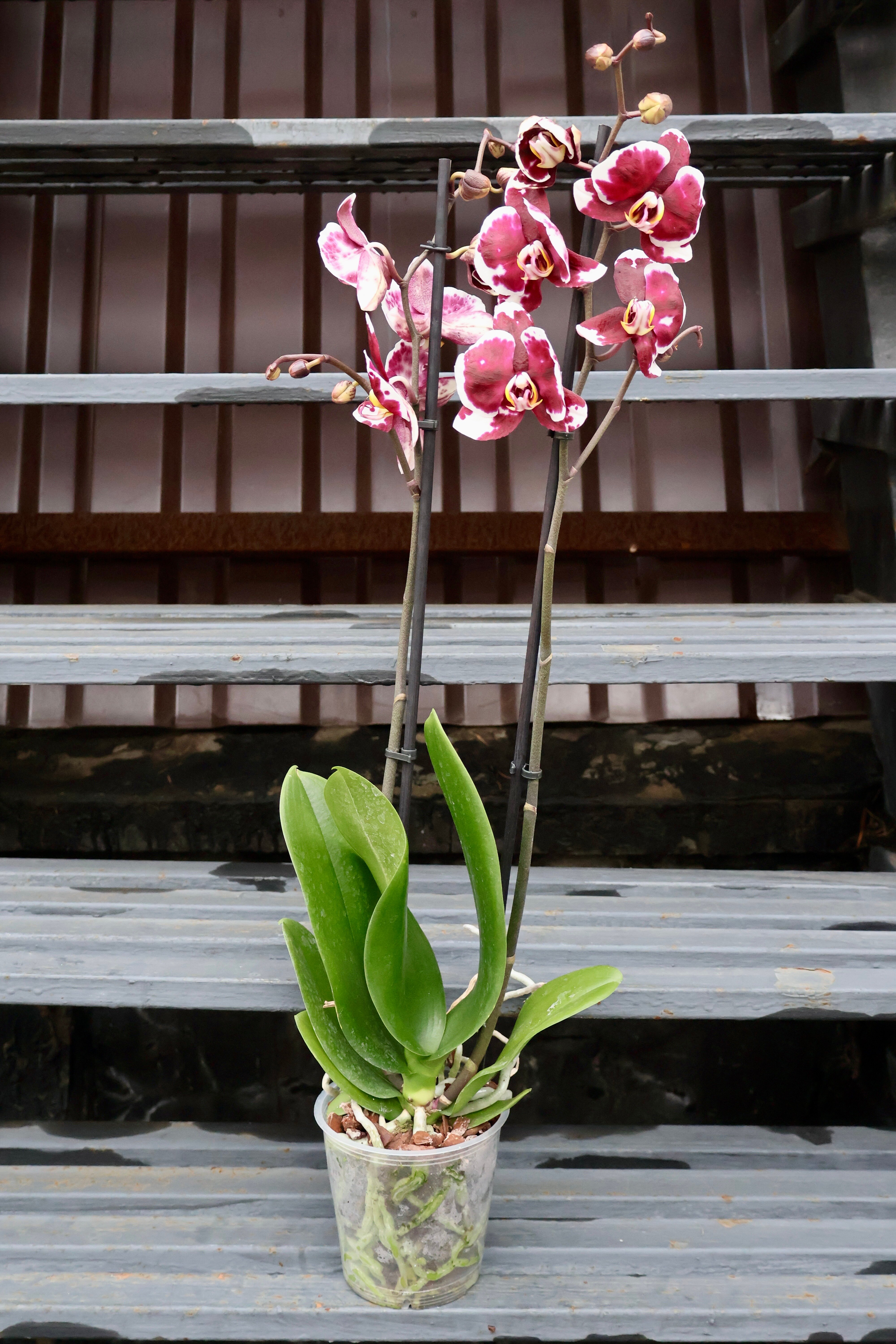 Бордовая Орхидея Фаленопсис 