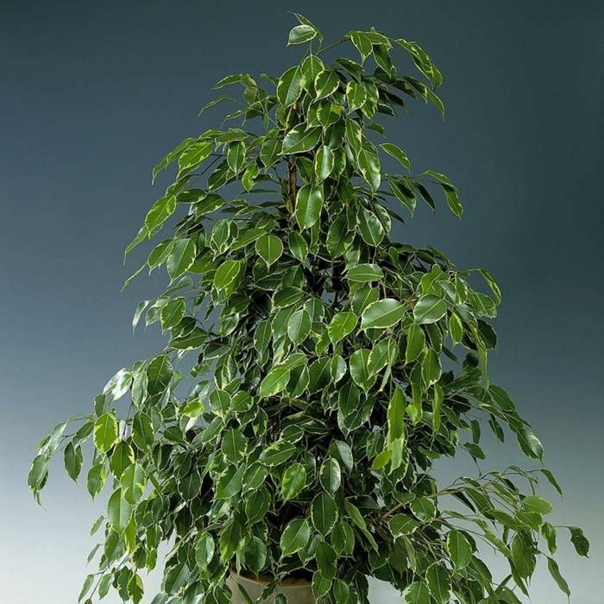 Растение Фикус голден кин г 3 ст. D21 H110 см