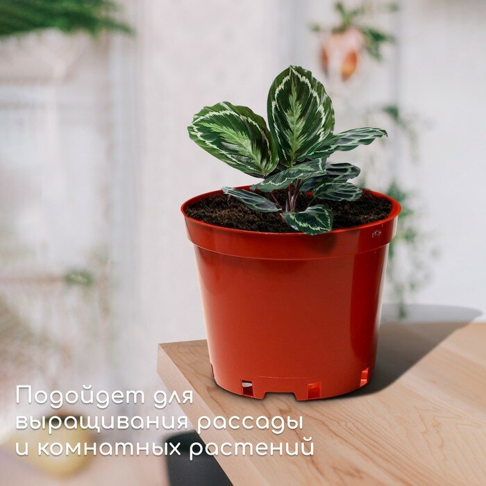 Горшок для рассады, 5 л, d = 22 см, h = 18 см, терракот, Greengo - фотография № 3