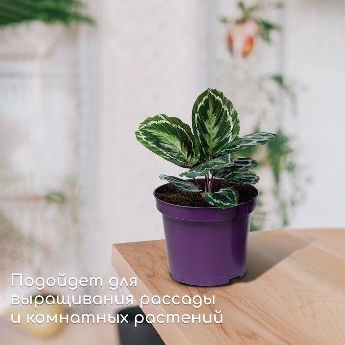 Горшок для рассады, 3 л, d = 19 см, h = 15 см, фиолетовый, Greengo - фотография № 3