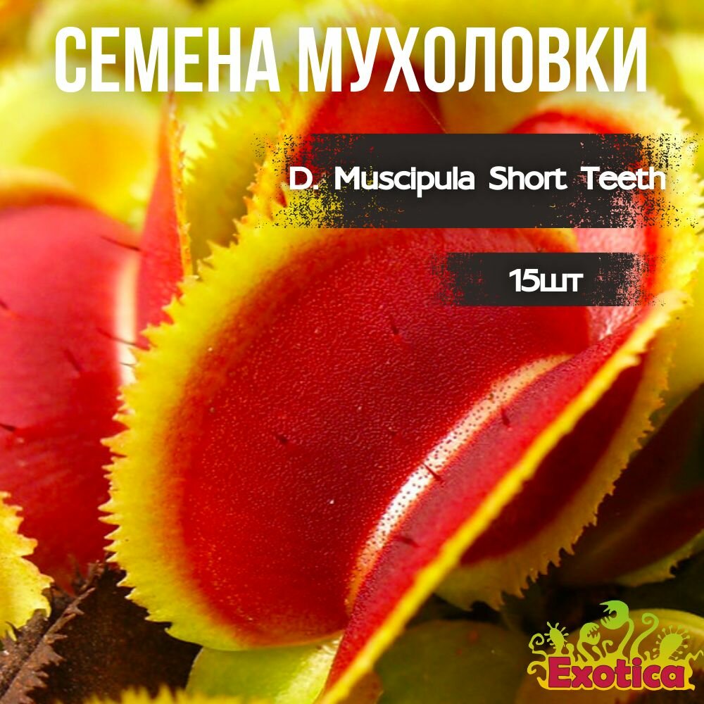 Семена Венериной Мухоловки Короткозубая (Dionaea Muscipula Short Teeth) 15шт