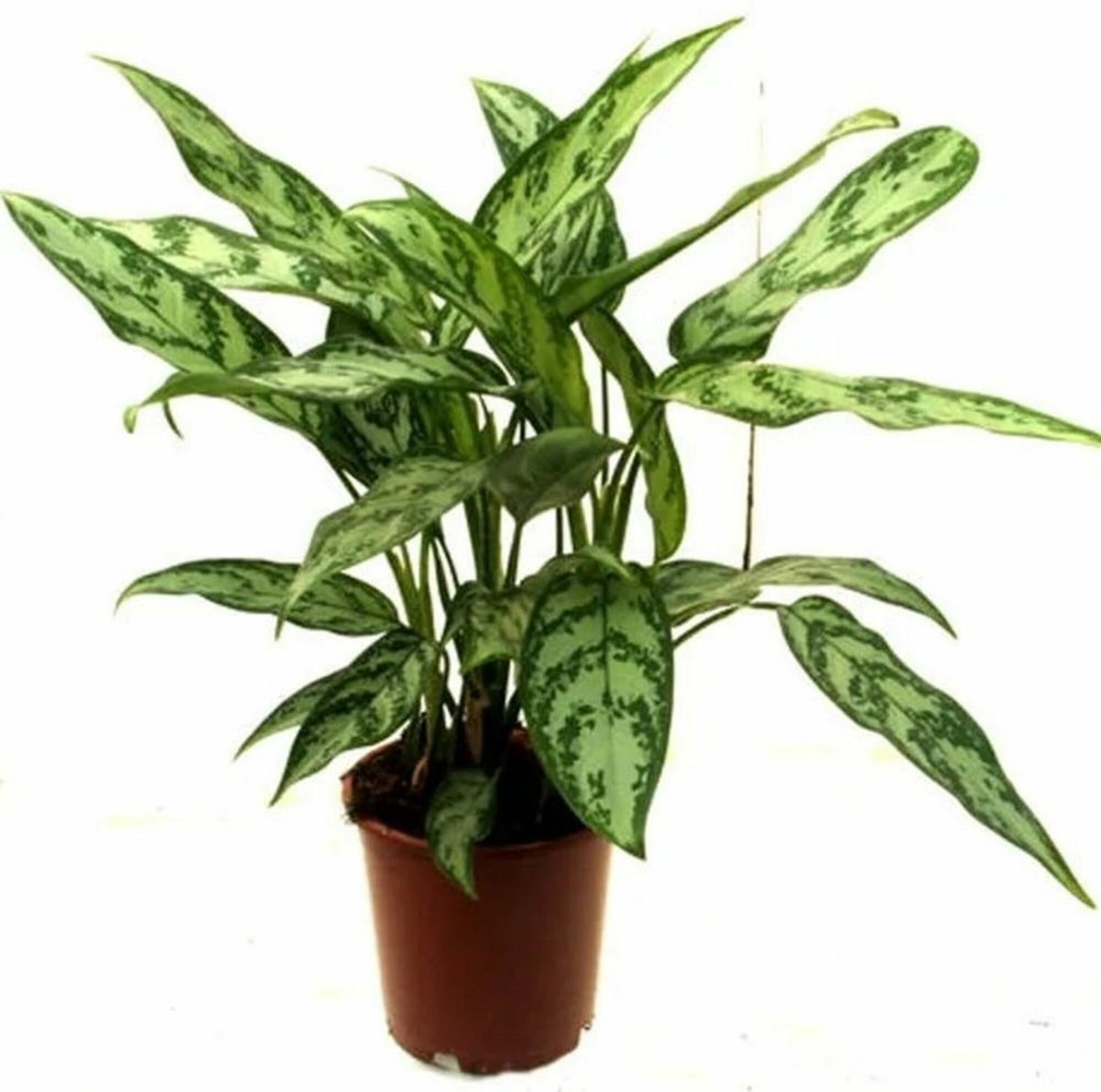 Растение Аглаонема микс D12 H45 см