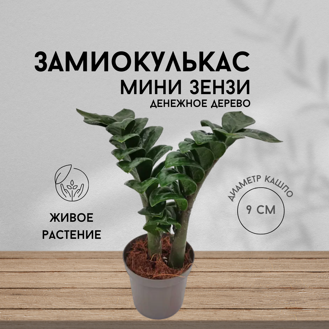 Замиокулькас Зензи мини миниатюрное живое комнатное растение замиокулькас жук диаметр кашпо 9 см