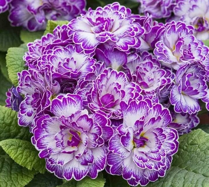 Примула Беларина Лавли Лилак (Primula Belarina Lively Lilac) махровая