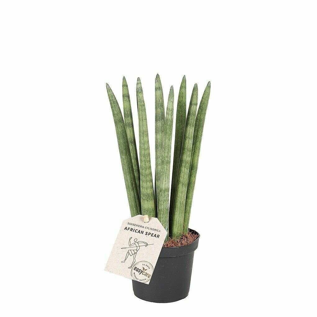 Сансевиерия Цилиндрика Стрейт (Sansevieria cylindrica Straight) D6см