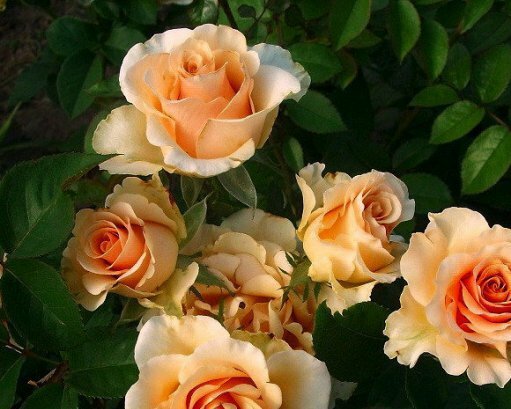 Роза 'Примадонна', купить, Rose 'Primadonna', Розы сортовые грунтовые и срез Куп