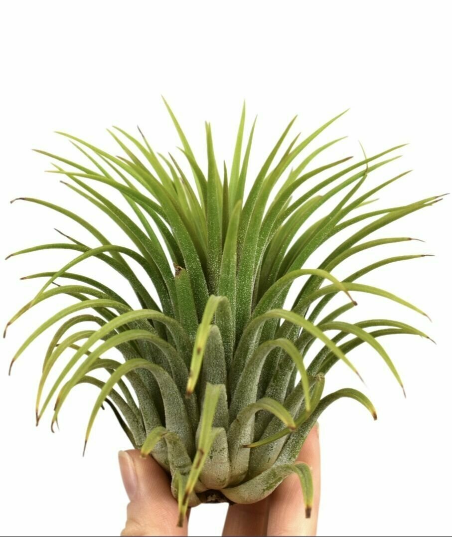 Тилландсия Ионанта Зеленая XL (Tillandsia Ionantha green XL)