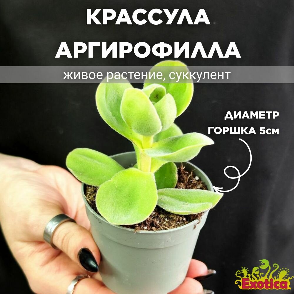 Крассула Аргирофилла Швазиенсис (Crassula Argyrophylla Var Swaziensis) D6см