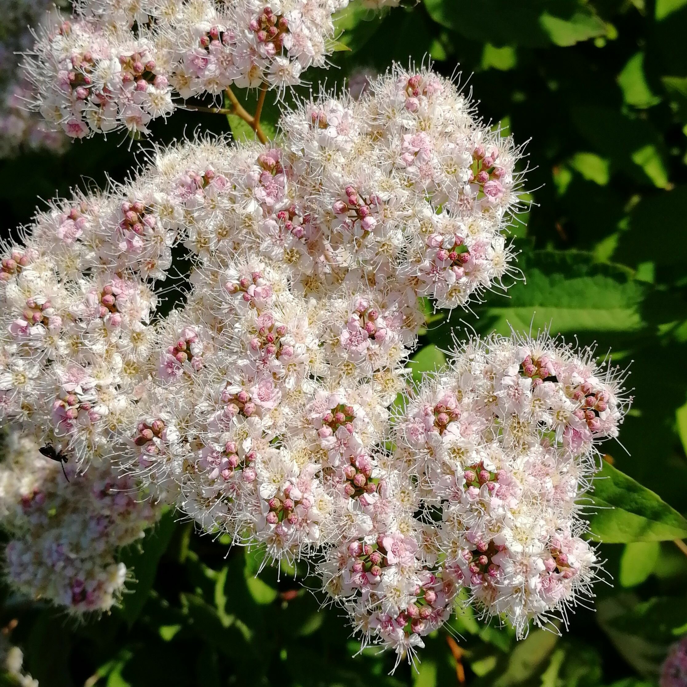 Спирея японская Odensala саженцы зкс 05 л