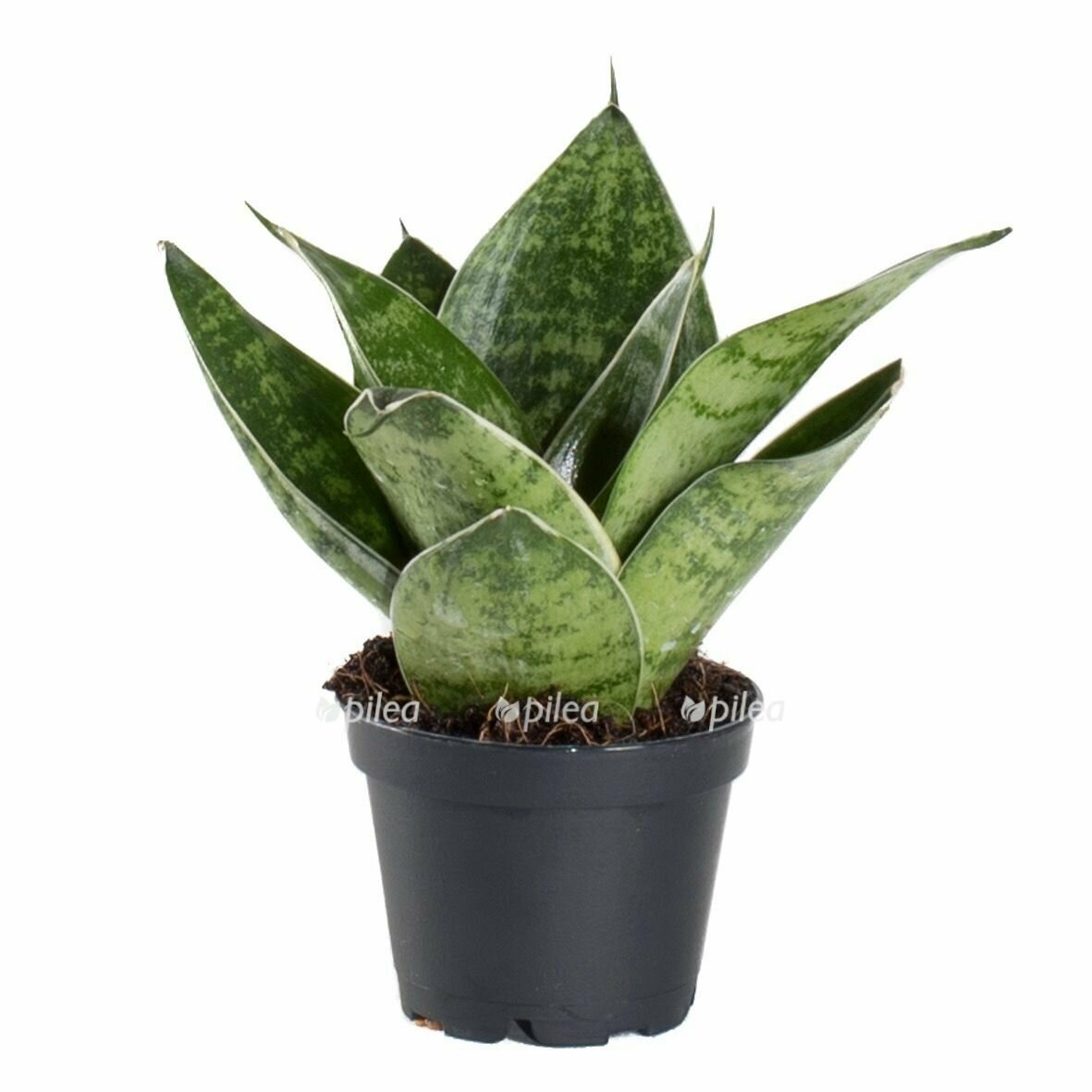 Сансевиерия Ханни Грин (Sansevieria Hahnii Green) D6см