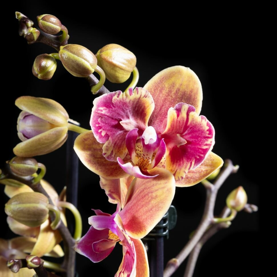 Орхидея Фаленопсис бабочка Эва 2 ст
