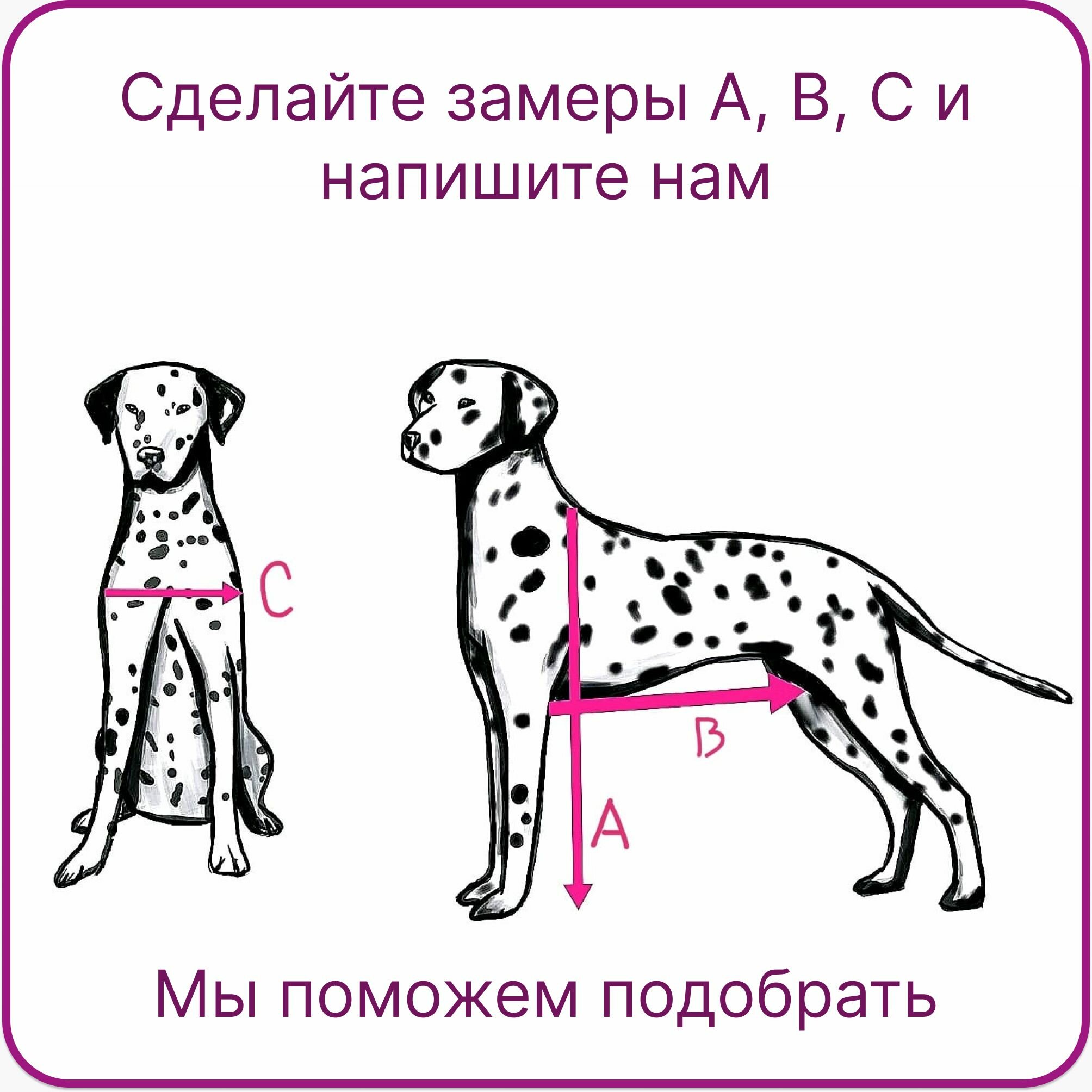 Инвалидная коляска для собак (больших и средних). 2024 - фотография № 5