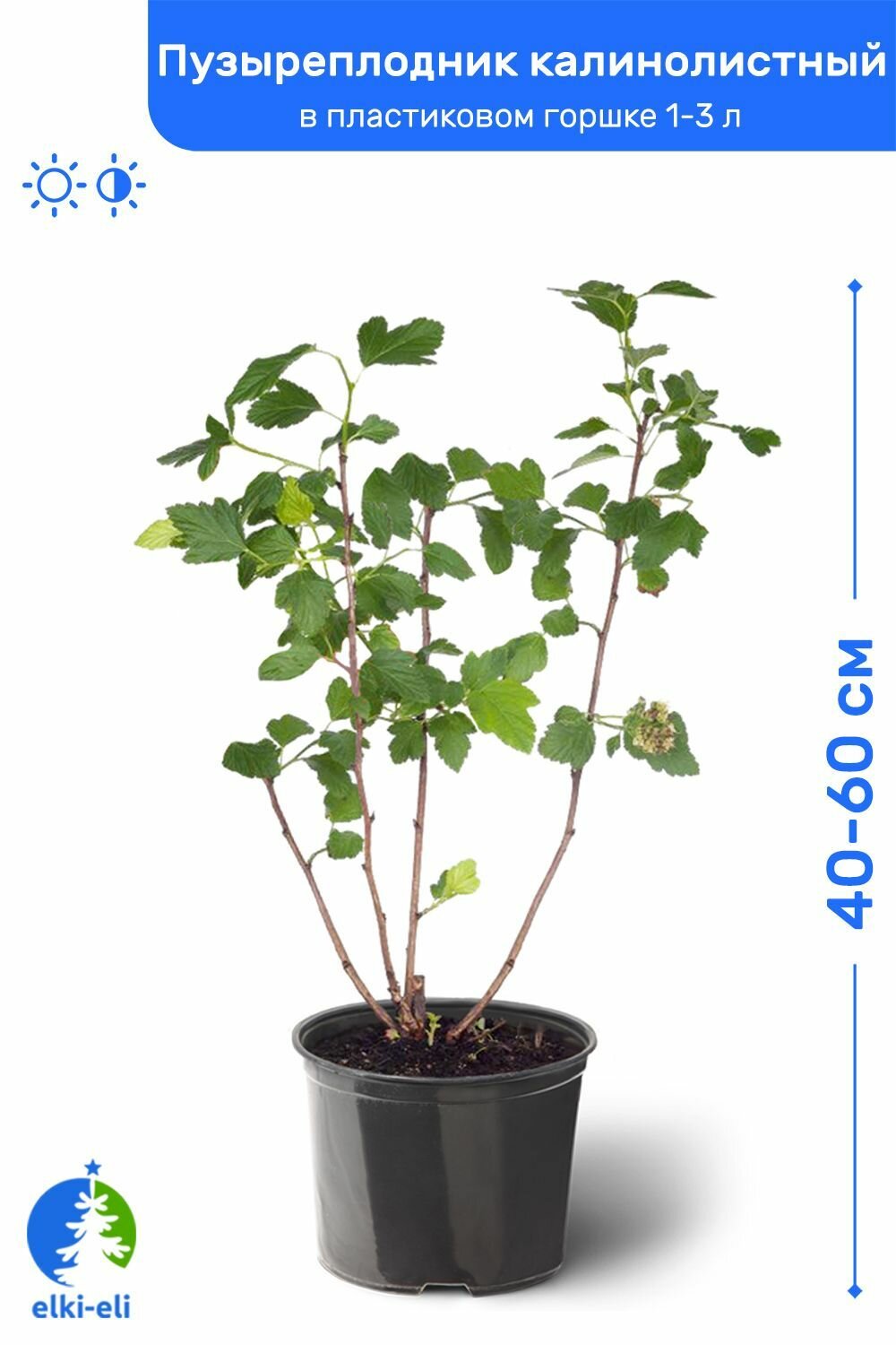 Пузыреплодник калинолистный 60-80 см в пластиковом горшке 1-3 л саженец лиственное живое растение