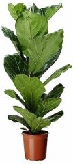 Растение Фикус лирата D17 H80 см