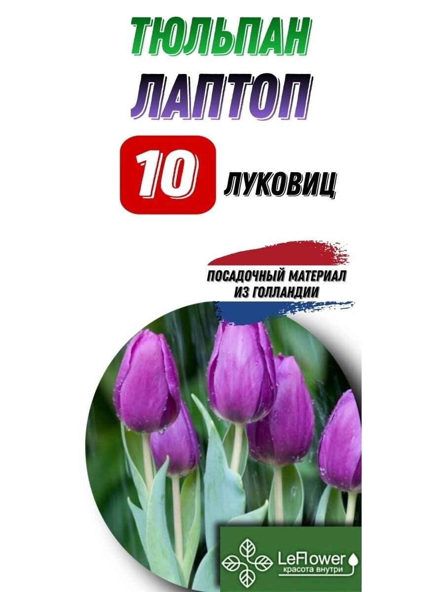 тюльпан лаптоп10луковиц