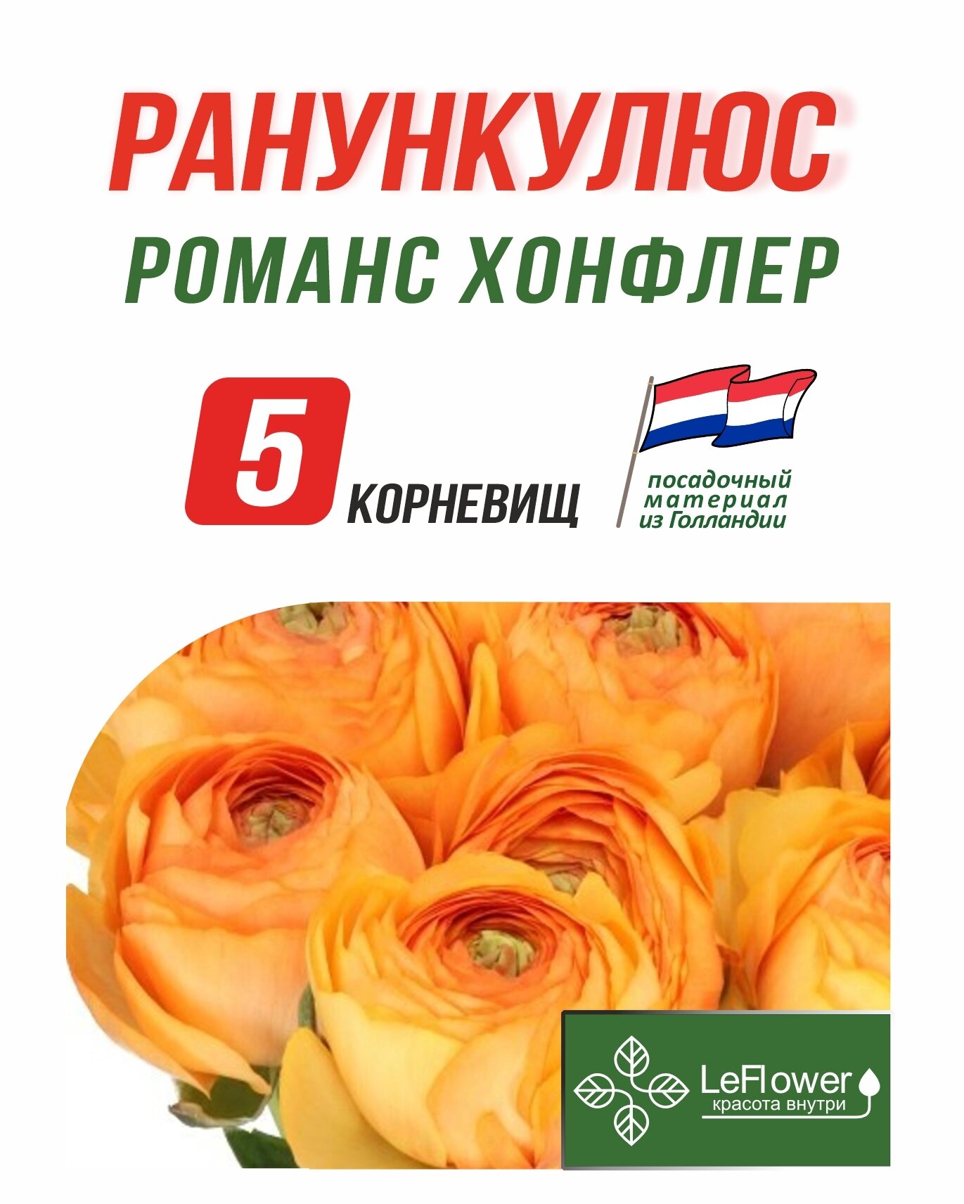 Корневище Ранункулюс Романс Хонфлер 5шт