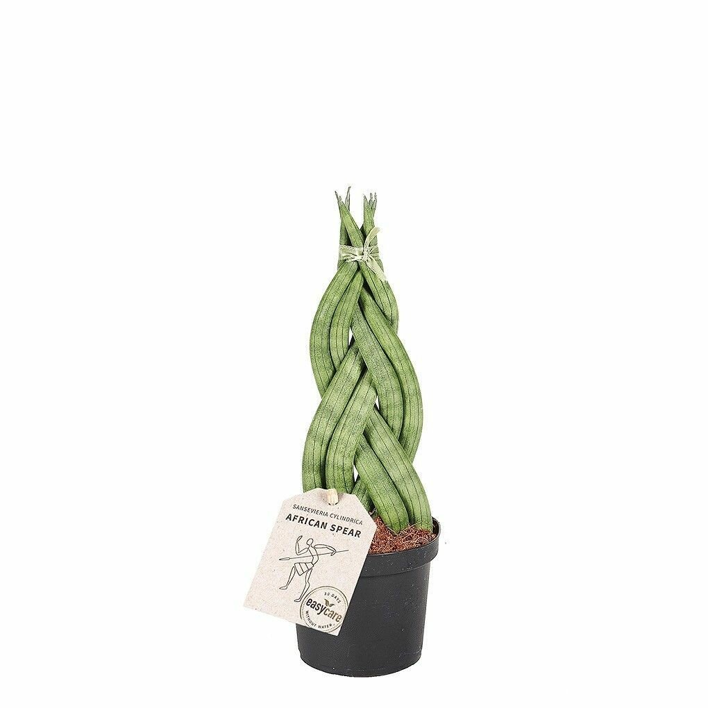 Сансевиерия цилиндрическая коса (Sansevieria Сylindrica Braid) D6см