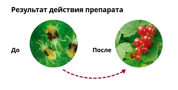 Препарат от комплекса вредителей Фитоверм КЭ, ампула 4 мл - фотография № 4